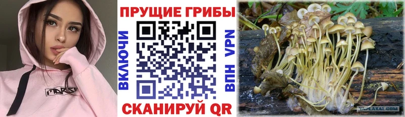 где купить наркотик  Чебоксары  Галлюциногенные грибы ЛСД 